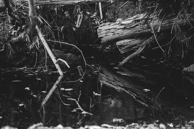 View of a bird in a forest