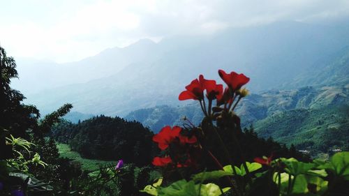 Red flowering plants and mountains against sky