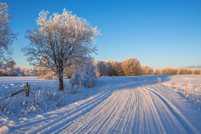 Trees on field against sky during winter