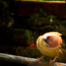 Close-up of bird perching outdoors