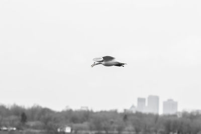 Bird flying against clear sky