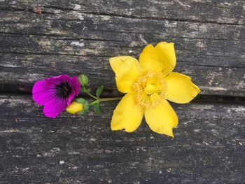 Close-up of yellow crocus blooming outdoors