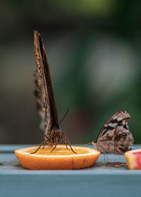 Close-up of butterfly on plant