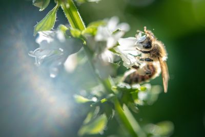 Close-up of bee pollinating on flower