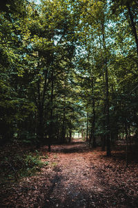 Trees in forest during autumn