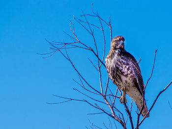 Low angle view of bird perching on branch against blue sky