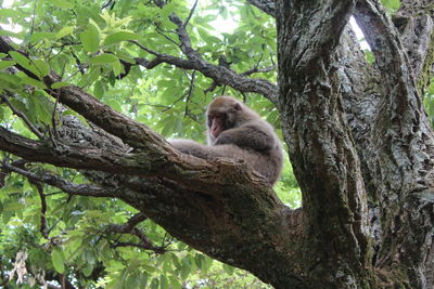 Low angle view of monkey on tree