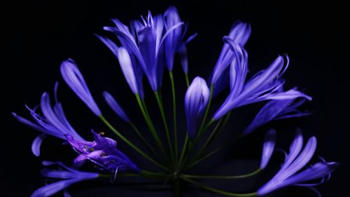 Close-up of flower over black background
