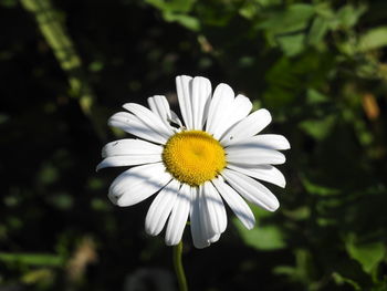 Close-up of white daisy flower