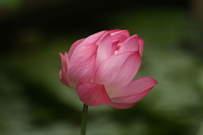 Close-up of pink lotus water lily