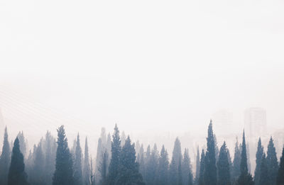 Trees against sky during winter