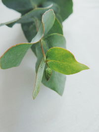 Close-up of insect on leaf