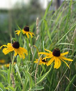 Close-up of yellow flowers blooming on field