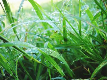 Close-up of wet grass