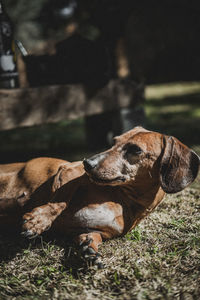 Dog resting