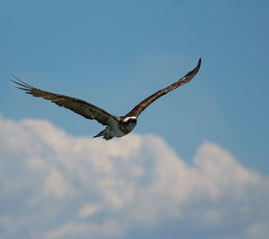 Low angle view of eagle flying against blue sky