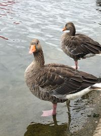 High angle view of ducks swimming on lake