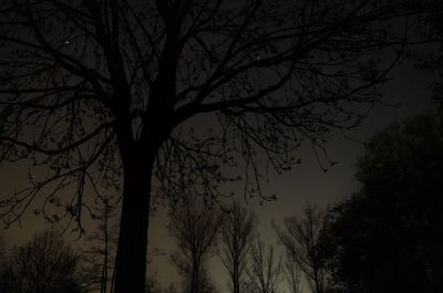 Low angle view of silhouette bare trees against sky at night