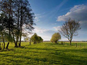 Trees on field against sky