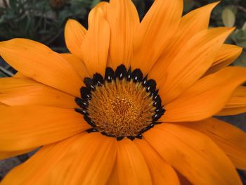 Close-up of orange flower
