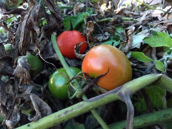 Close-up of red chili peppers