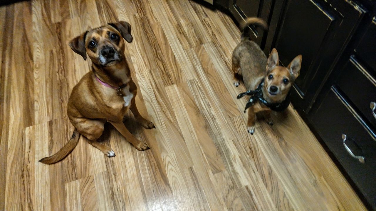 PORTRAIT OF DOG ON FLOOR