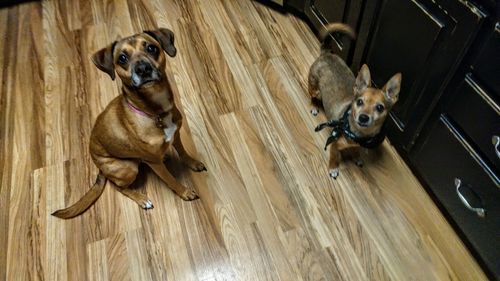 Portrait of dog sitting on floor