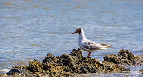 Seagull perching on rock by sea