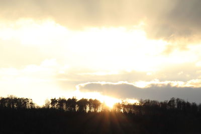 Sun shining through trees