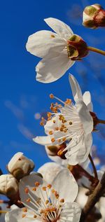 Close-up of white cherry blossoms against blue sky