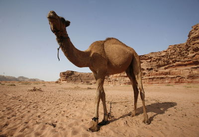 Camels in desert