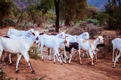 Cows in pasture