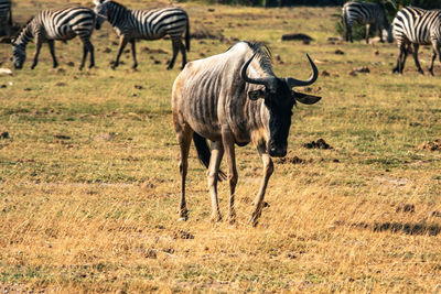 A lone southern white bearded wilderbeast amidst zebras at amboseli national park in kenya