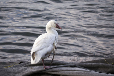 Snow goose with injured wing standing on one foot  close to the st. lawrence river shore 