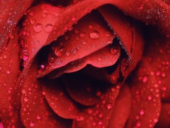 Full frame shot of wet red flower