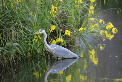 Bird perching on a lake