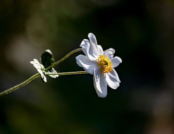 Anemone still life