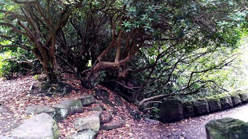 Trees in the forest