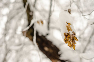 Close-up of snow on plant