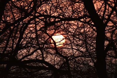 Silhouette bare trees against sky at sunset