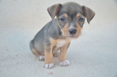 Close-up portrait of puppy