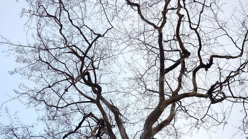 Low angle view of bare trees against sky