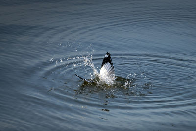 High angle view of bird swimming in lake