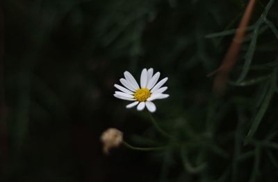 Close-up of white daisy flower