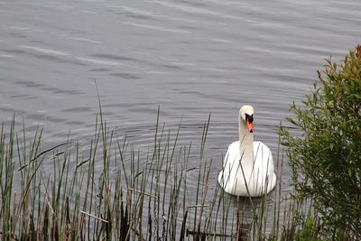 High angle view of swan swimming in lake