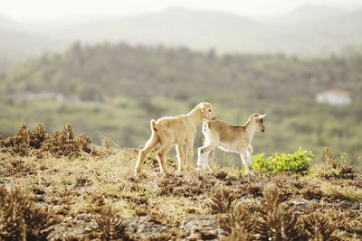 Herd of a sheep on a field