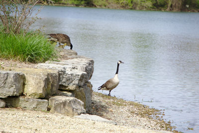 Side view of bird on rock by lake