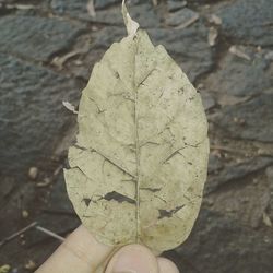 Close-up of human hand