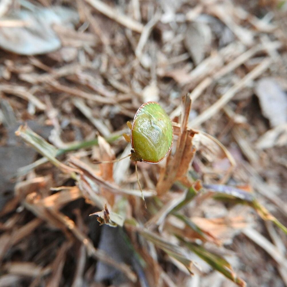 nature, growth, plant, close-up, outdoors, leaf, no people, beauty in nature, day