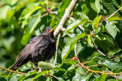 Blackbird while sunbathing in a tree